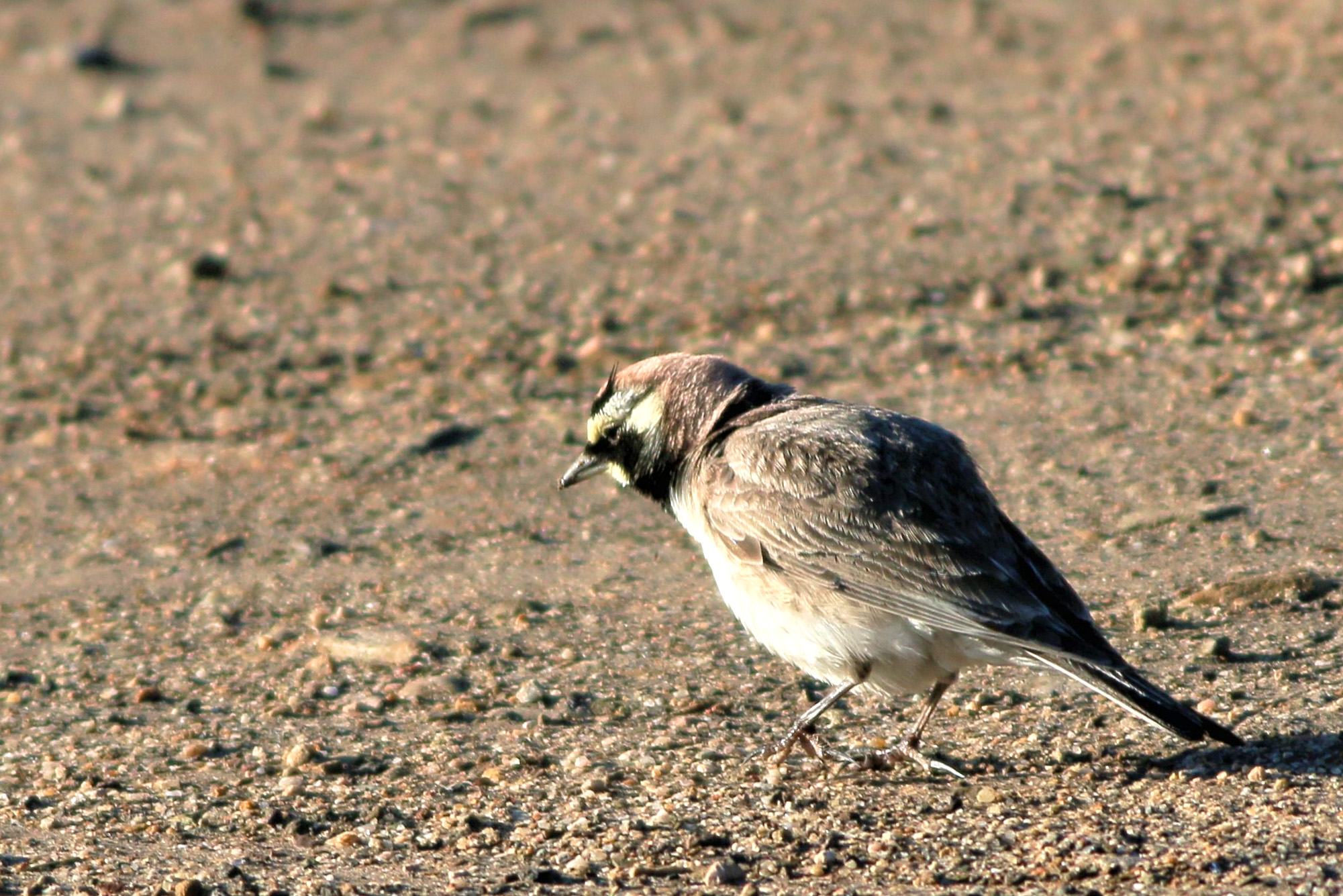 Horned Lark